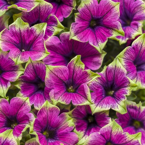 supertunia_picasso_in_purple Supertunia® Picasso in Purple®